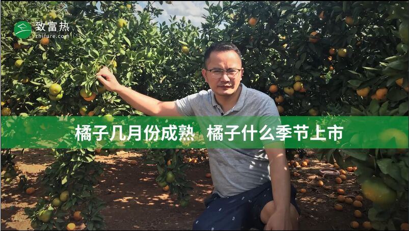 橘子幾月份成熟 橘子什么季節(jié)上市